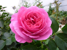 季節を彩る花物語 第86回 バラの香り はかなさに心ひかれる